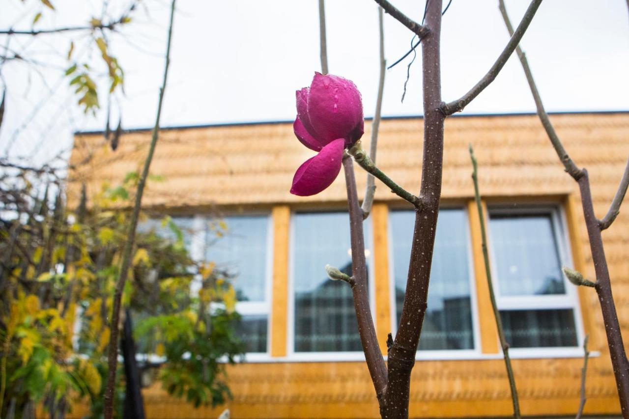 ホテル Casa Cu Magnolii ポイエニレ・イゼイ エクステリア 写真